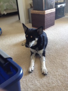 The dog that inspires me